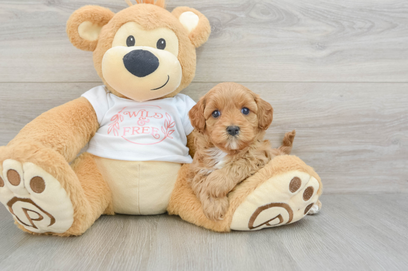 Meet Naomi - our Cavapoo Puppy Photo 3/3 - Lone Star Pups