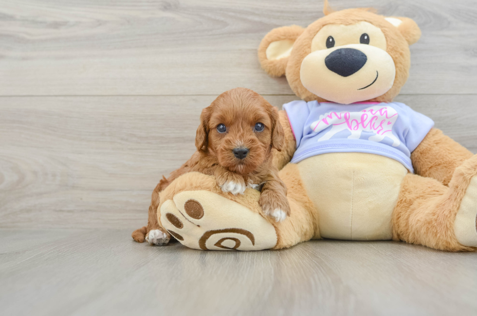 5 week old Cavapoo Puppy For Sale - Lone Star Pups
