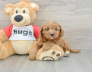 9 week old Cavapoo Puppy For Sale - Lone Star Pups