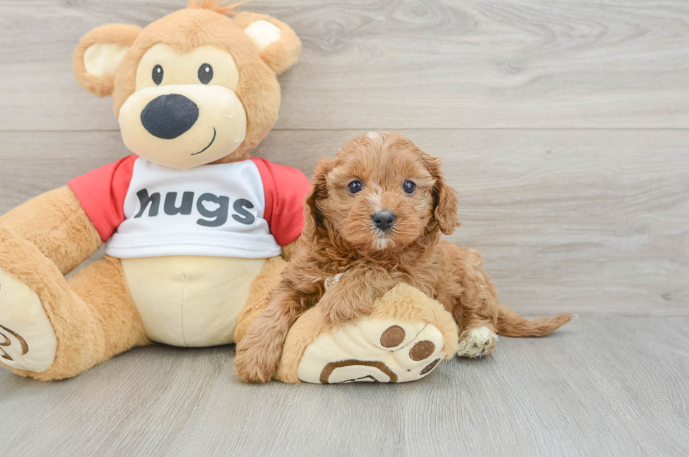 6 week old Cavapoo Puppy For Sale - Lone Star Pups