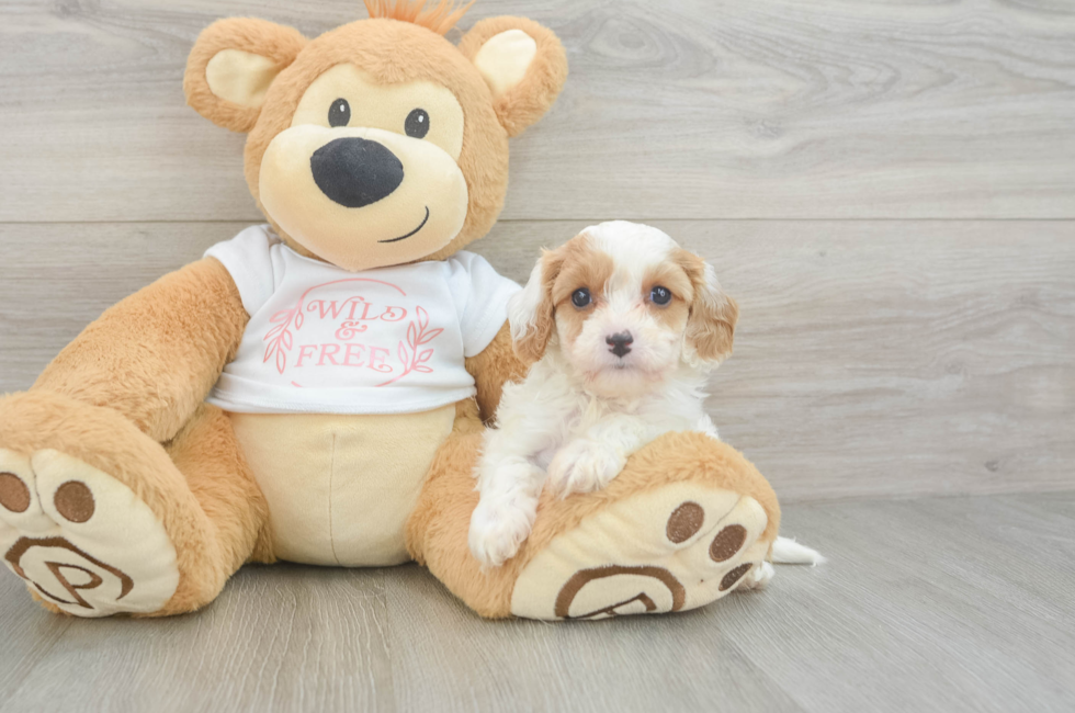 6 week old Cavapoo Puppy For Sale - Lone Star Pups