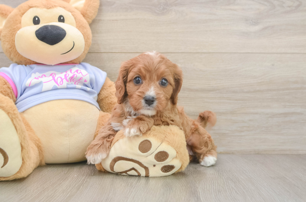 6 week old Cavapoo Puppy For Sale - Lone Star Pups