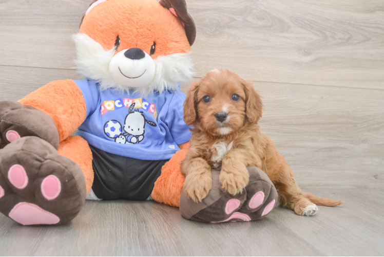 Happy Cavapoo Baby