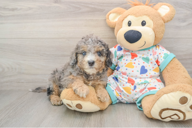 Cavapoo Puppy for Adoption