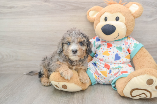 Cavapoo Puppy for Adoption