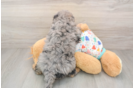 Adorable Cavalier King Charles Spaniel and Poodle Mix Poodle Mix Puppy