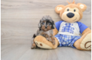 Cavapoo Puppy for Adoption