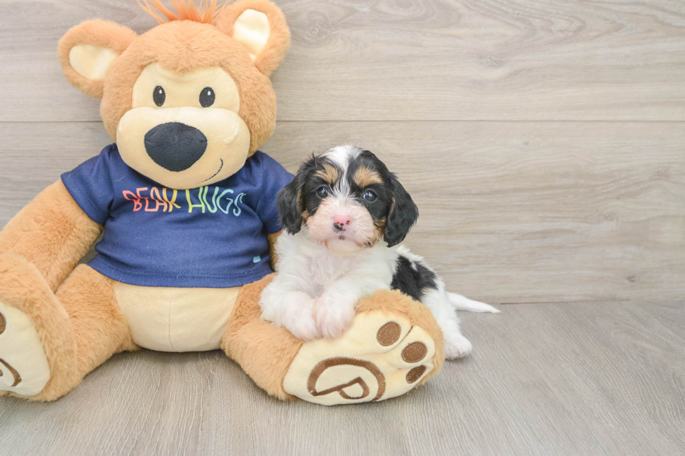 Energetic Cavoodle Poodle Mix Puppy