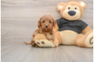 Hypoallergenic Cavadoodle Poodle Mix Puppy