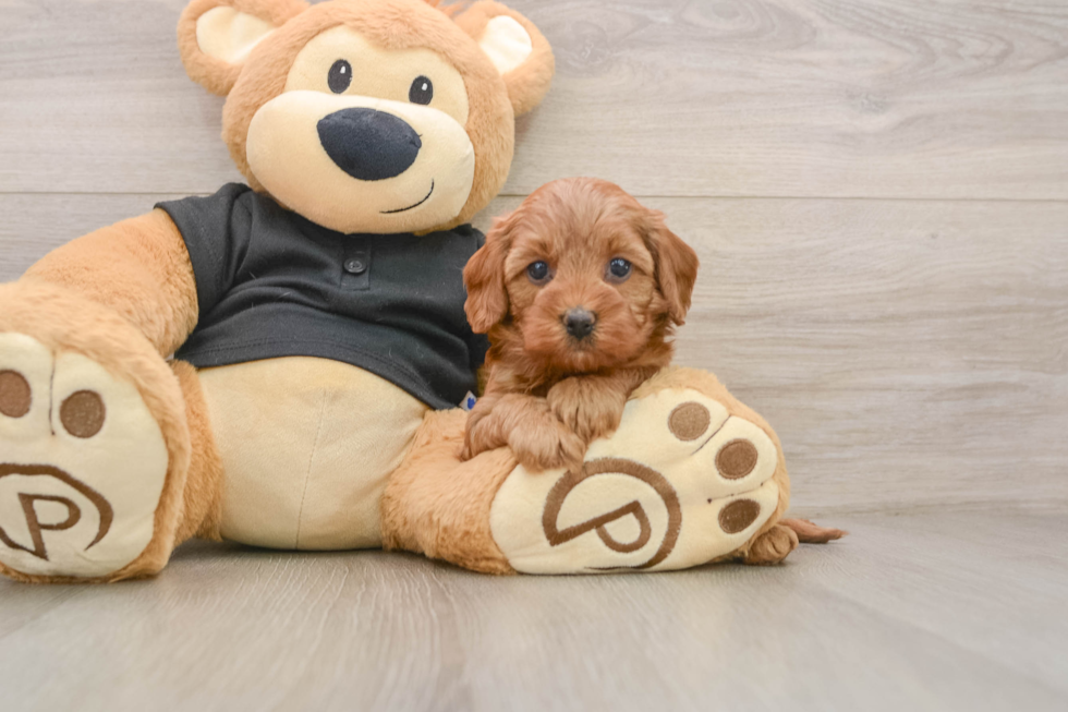 Cute Cavapoo Baby