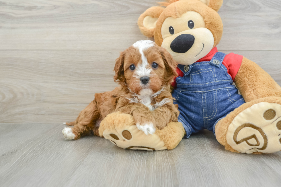 Best Cavapoo Baby