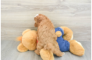 Cavapoo Puppy for Adoption