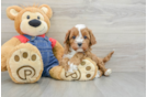 Cavapoo Pup Being Cute