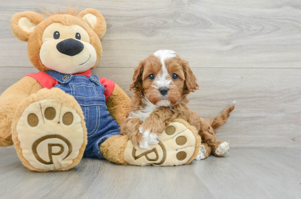 6 week old Cavapoo Puppy For Sale - Lone Star Pups