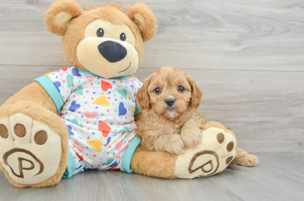 7 week old Cavapoo Puppy For Sale - Lone Star Pups