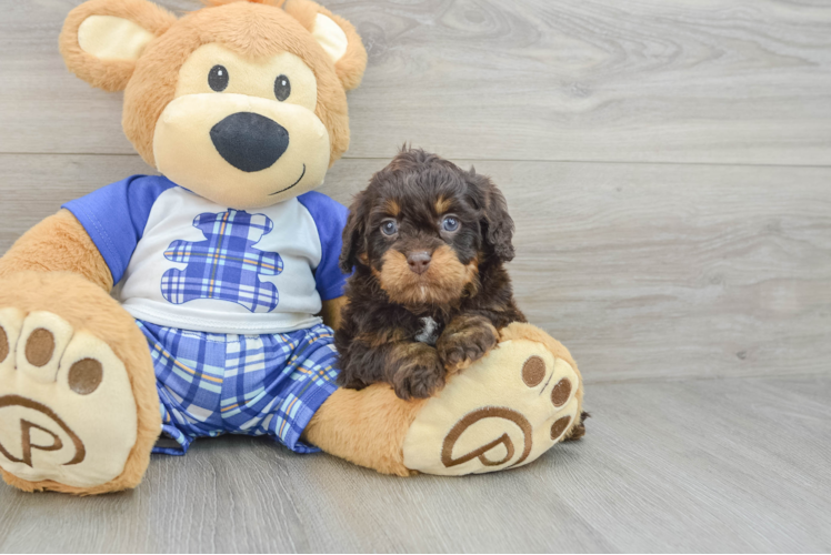Happy Cavapoo Baby