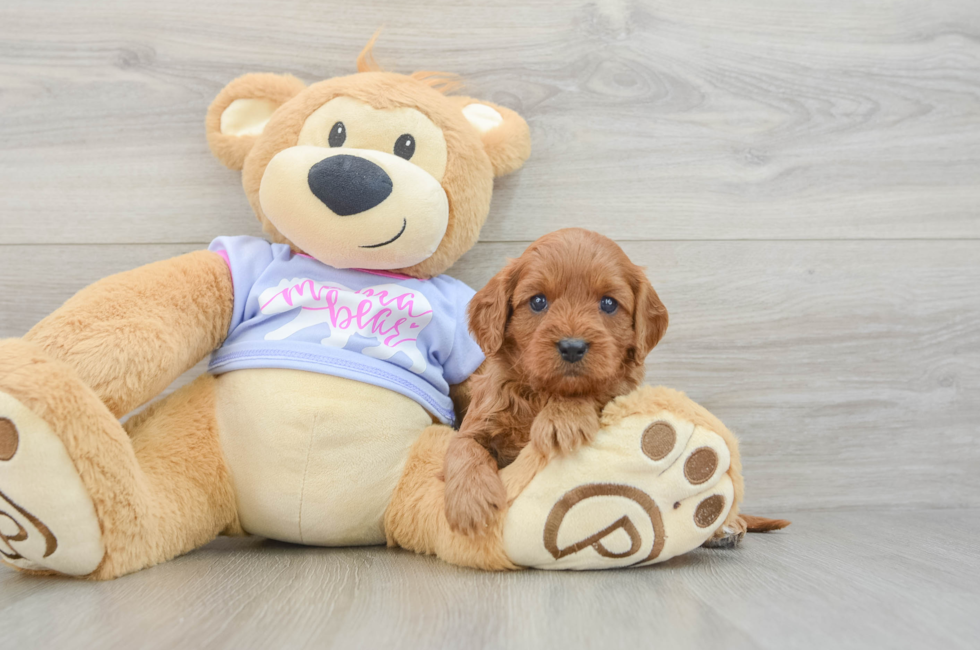 5 week old Cavapoo Puppy For Sale - Lone Star Pups