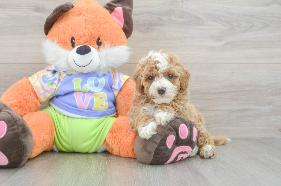 6 week old Cavapoo Puppy For Sale - Lone Star Pups