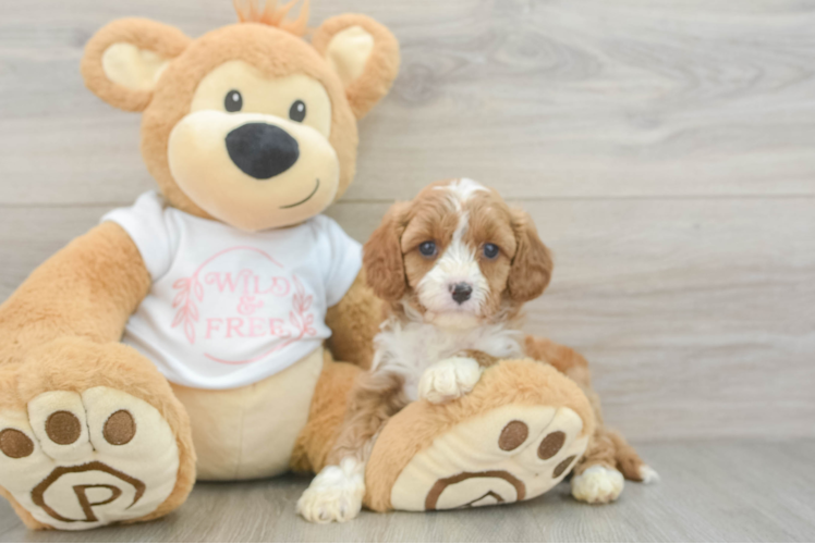 Best Cavapoo Baby