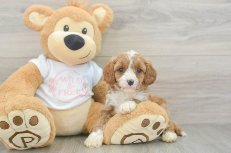 6 week old Cavapoo Puppy For Sale - Lone Star Pups