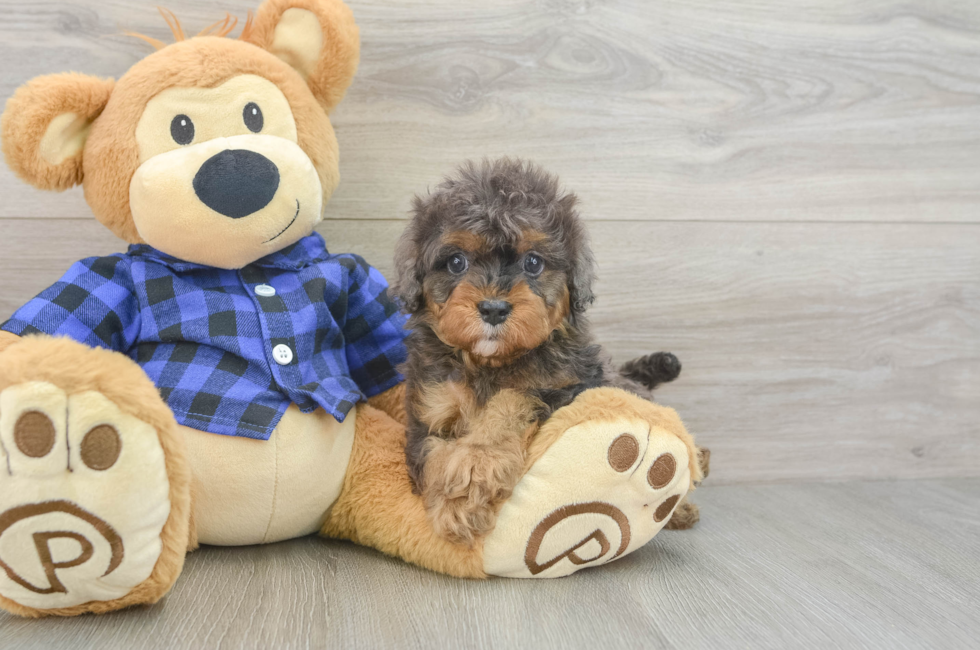 6 week old Cavapoo Puppy For Sale - Lone Star Pups
