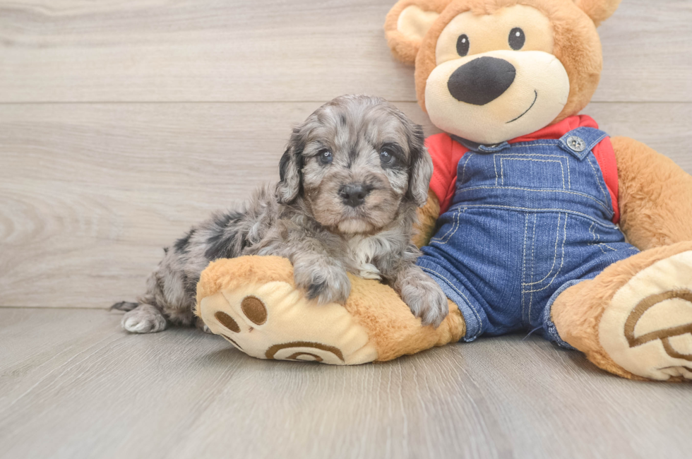 5 week old Cavapoo Puppy For Sale - Lone Star Pups