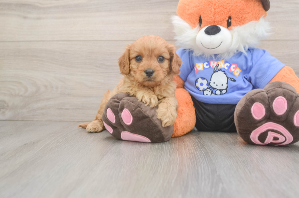 5 week old Cavapoo Puppy For Sale - Lone Star Pups