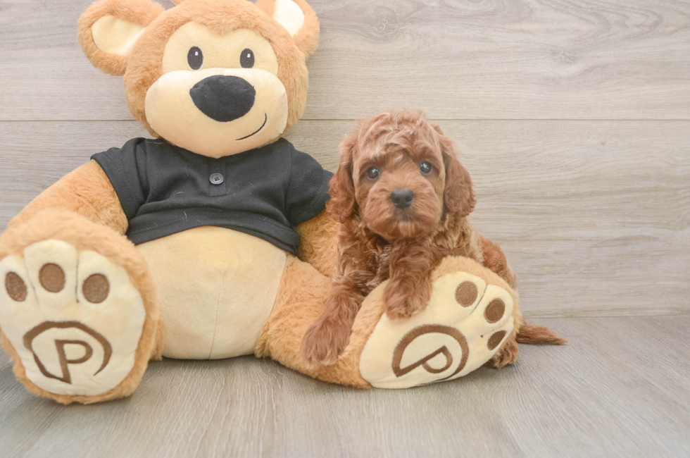 5 week old Cavapoo Puppy For Sale - Lone Star Pups
