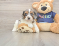 8 week old Cavapoo Puppy For Sale - Lone Star Pups