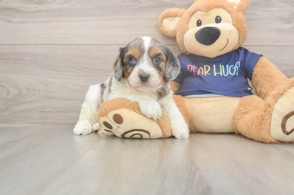 6 week old Cavapoo Puppy For Sale - Lone Star Pups