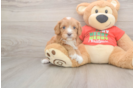 Best Cavapoo Baby