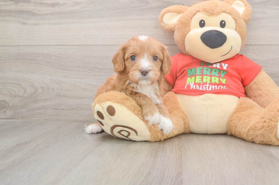 5 week old Cavapoo Puppy For Sale - Lone Star Pups