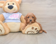 7 week old Cavapoo Puppy For Sale - Lone Star Pups