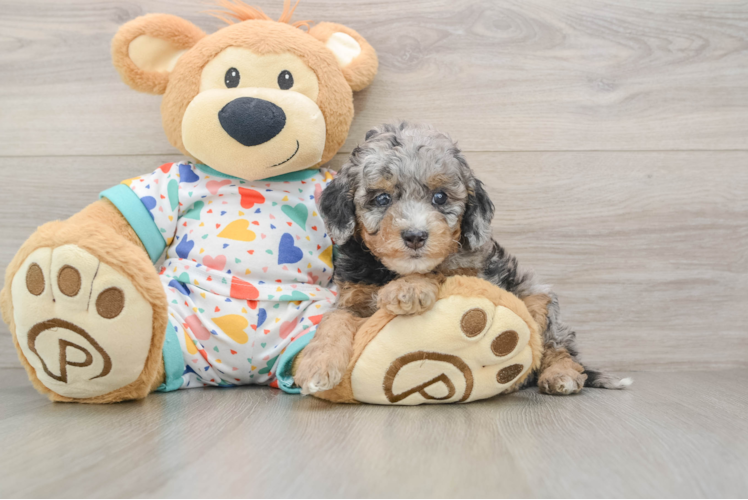 Friendly Cavapoo Baby