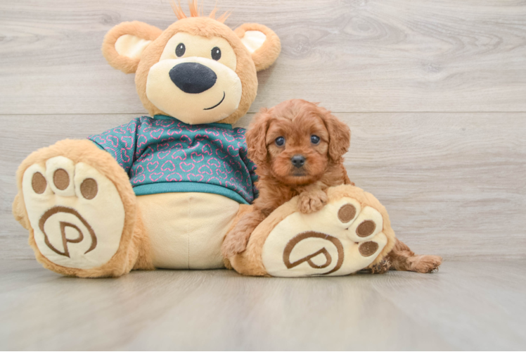 Adorable Cavalier King Charles Spaniel and Poodle Mix Poodle Mix Puppy