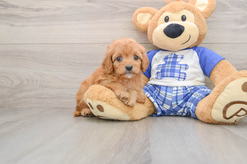 Friendly Cavapoo Baby