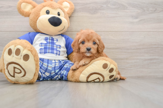 Adorable Cavalier King Charles Spaniel and Poodle Mix Poodle Mix Puppy