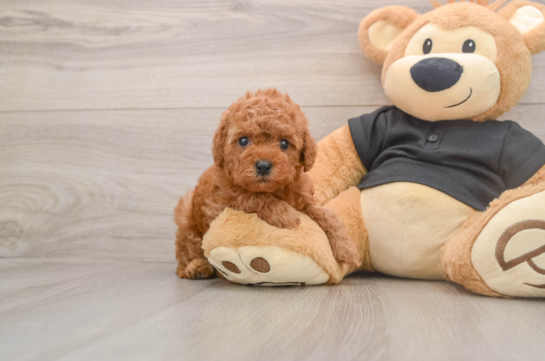 NASHVILLE, a Cavapoo littermate