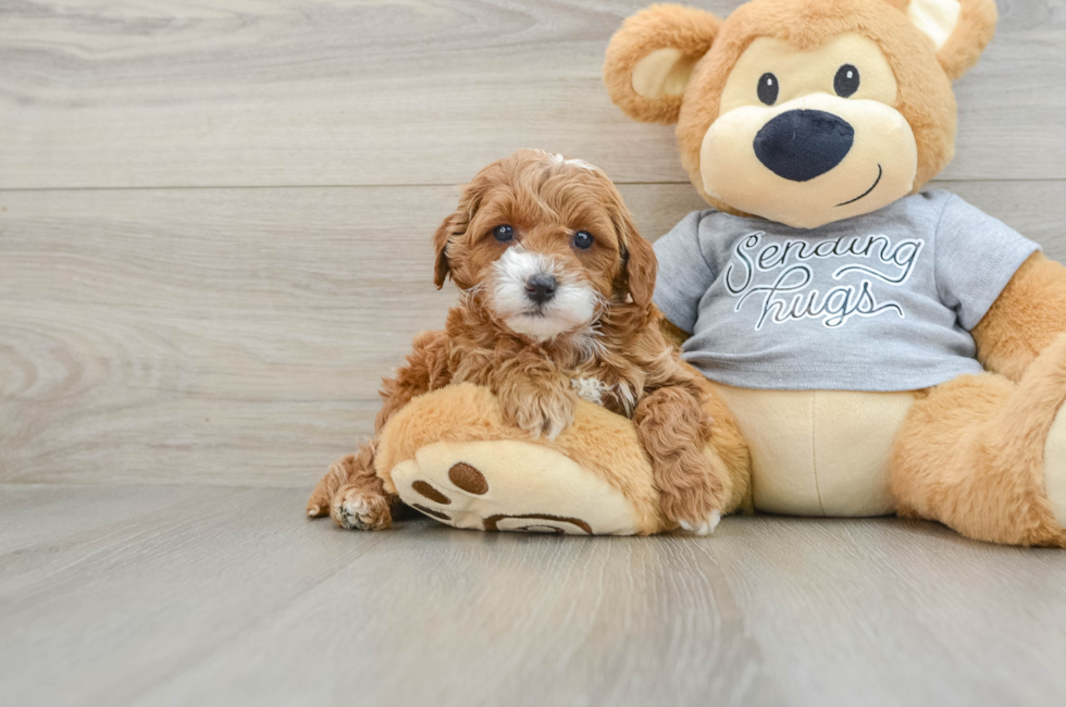 6 week old Cavapoo Puppy For Sale - Lone Star Pups