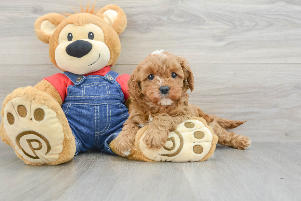 Cavapoo Puppy for Adoption