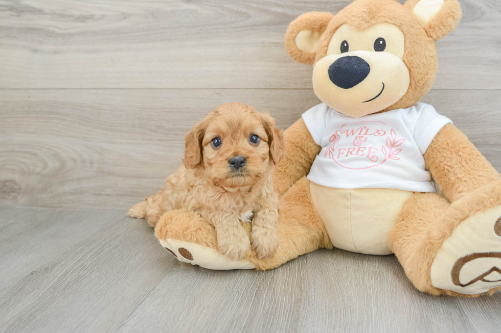 Adorable Cavalier King Charles Spaniel and Poodle Mix Poodle Mix Puppy