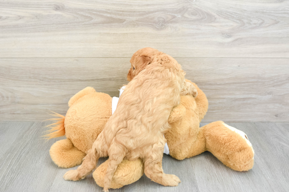 Cavapoo Puppy for Adoption