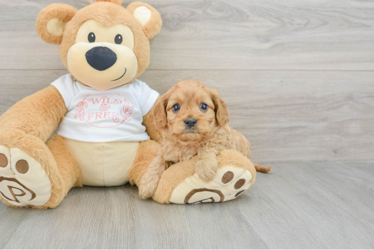 Best Cavapoo Baby