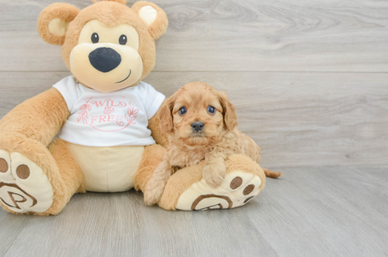 Best Cavapoo Baby