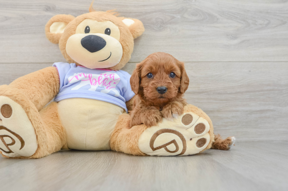 5 week old Cavapoo Puppy For Sale - Lone Star Pups