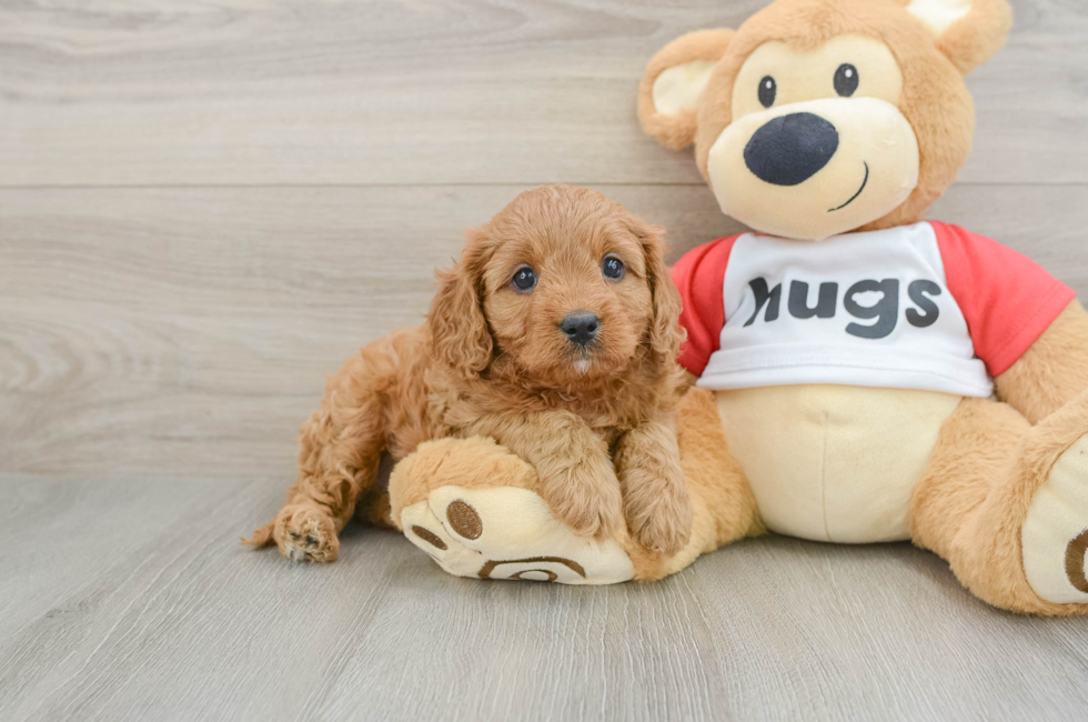 6 week old Cavapoo Puppy For Sale - Lone Star Pups
