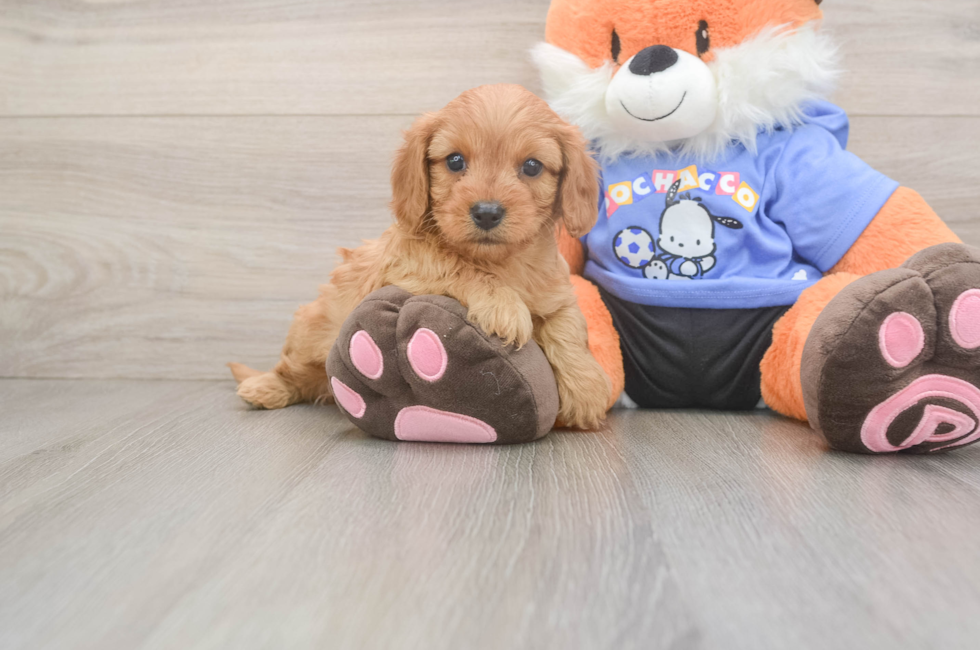 5 week old Cavapoo Puppy For Sale - Lone Star Pups