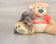 7 week old Cavapoo Puppy For Sale - Lone Star Pups