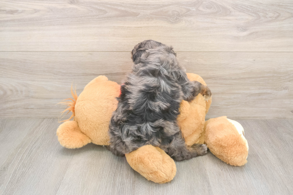 Energetic Cavoodle Poodle Mix Puppy