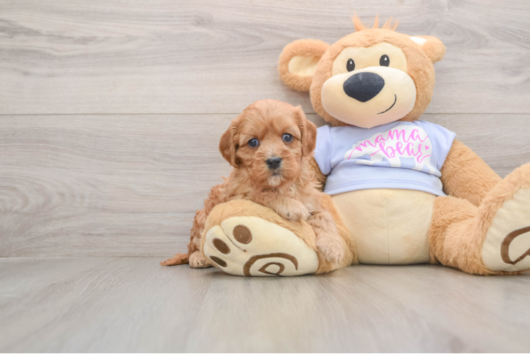 Small Cavapoo Baby
